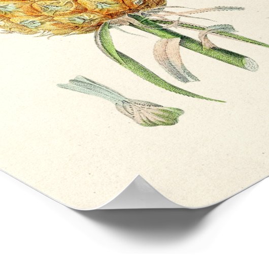  botanische illustratie poster (Hoek)