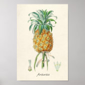  botanische illustratie poster (Voorkant)