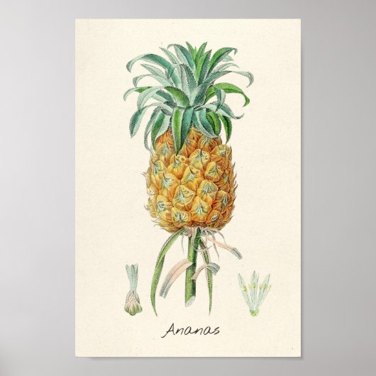botanische illustratie poster (Voorkant)