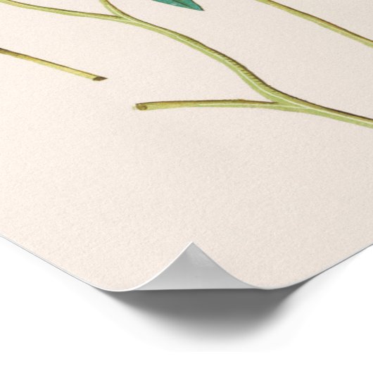  botanische illustratie poster (Hoek)
