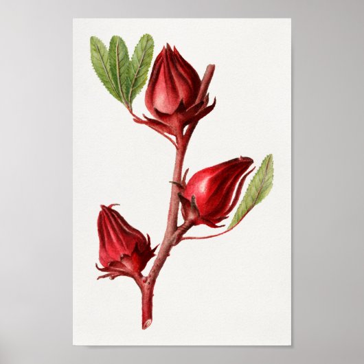  botanische illustratie poster (Voorkant)
