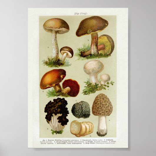  botanische illustratie poster (Voorkant)