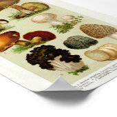  botanische illustratie poster (Hoek)