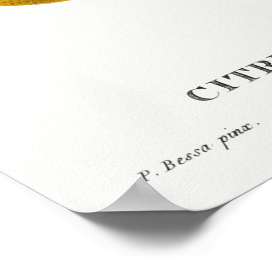 botanische illustratie poster (Hoek)