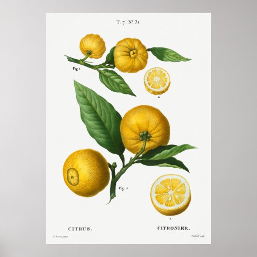  botanische illustratie poster (Voorkant)
