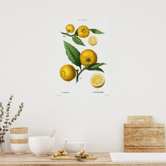 botanische illustratie poster (Keuken)