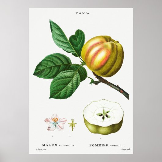 botanische illustratie poster (Voorkant)