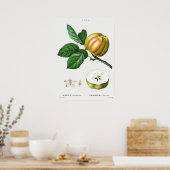 botanische illustratie poster (Keuken)