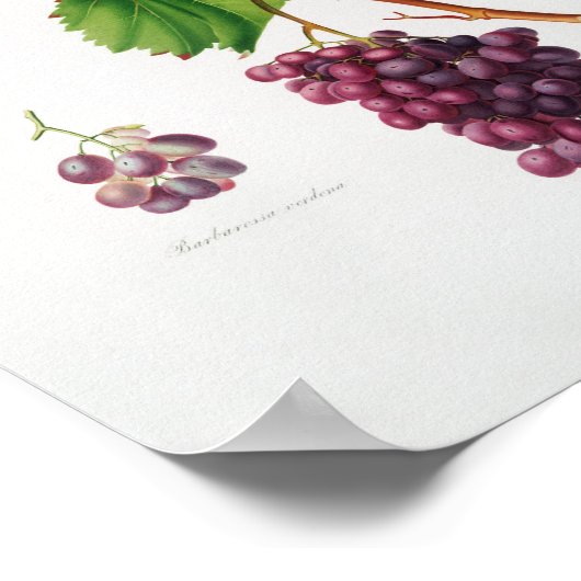 botanische illustratie poster (Hoek)