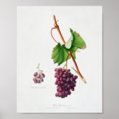 botanische illustratie poster (Voorkant)