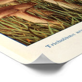  botanische illustratie poster (Hoek)