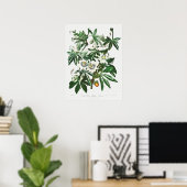  botanische illustratie poster (Thuiskantoor)