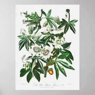  botanische illustratie poster