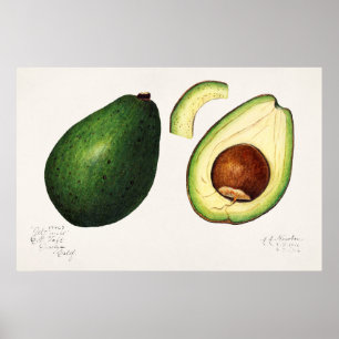  botanische illustratie poster