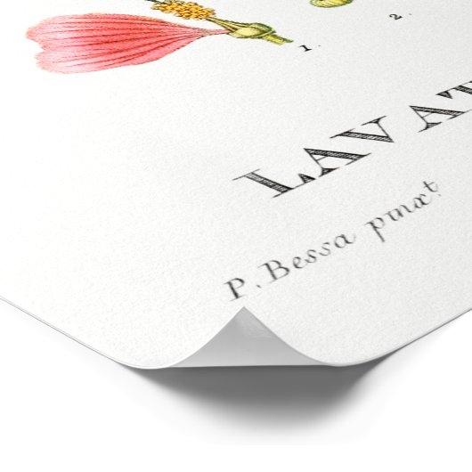  botanische illustratie poster (Hoek)