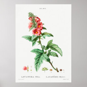  botanische illustratie poster