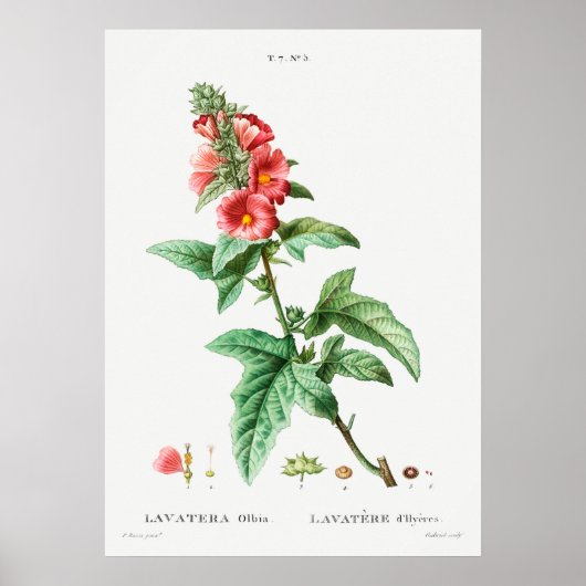  botanische illustratie poster (Voorkant)