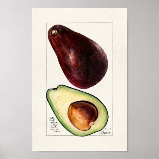  botanische illustratie poster (Voorkant)