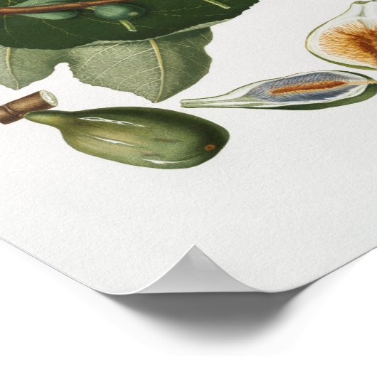 botanische illustratie poster (Hoek)