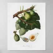 botanische illustratie poster (Voorkant)