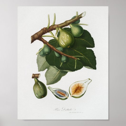  botanische illustratie poster (Voorkant)