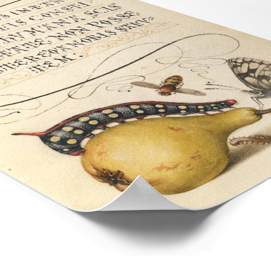  botanische illustratie poster (Hoek)