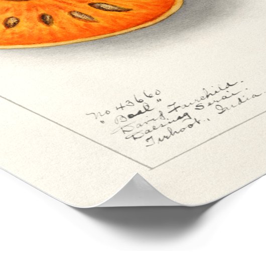  botanische illustratie poster (Hoek)