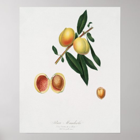  botanische illustratie poster (Voorkant)