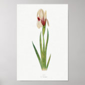  botanische illustratie poster (Voorkant)