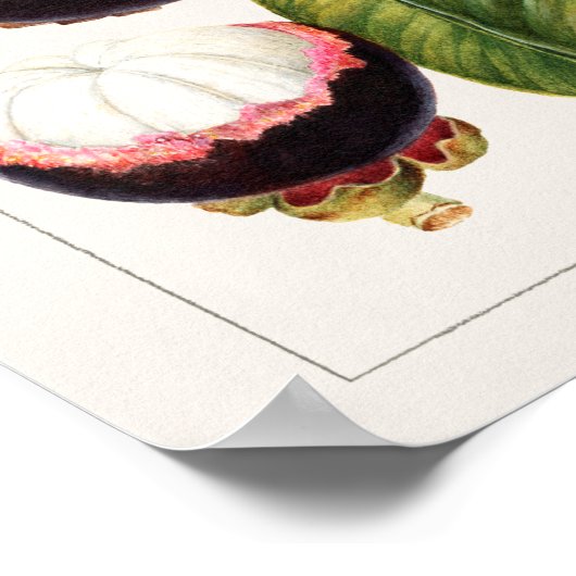 botanische illustratie poster (Hoek)