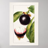  botanische illustratie poster (Voorkant)