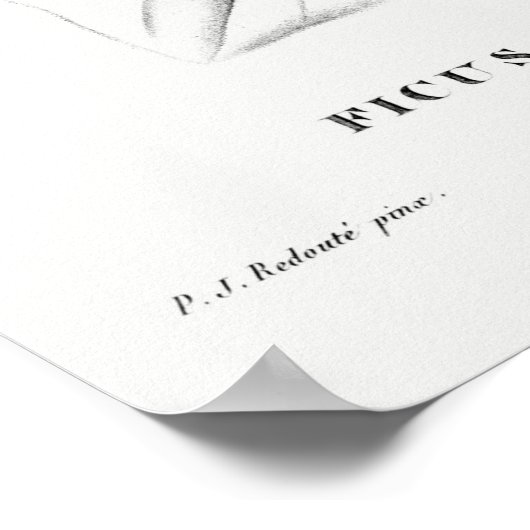 botanische illustratie poster (Hoek)