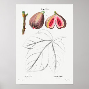 botanische illustratie poster