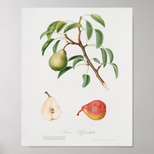  botanische illustratie poster (Voorkant)