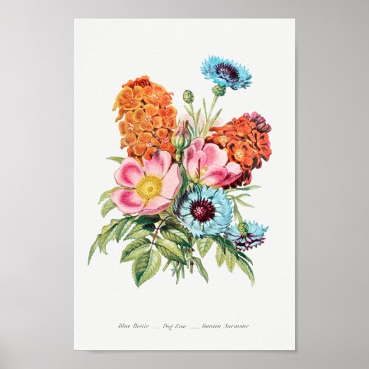 botanische illustratie poster (Voorkant)