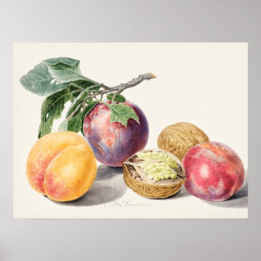  botanische illustratie poster (Voorkant)