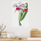  botanische illustratie poster (Keuken)