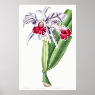botanische illustratie poster