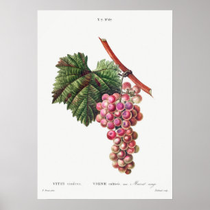botanische illustratie poster