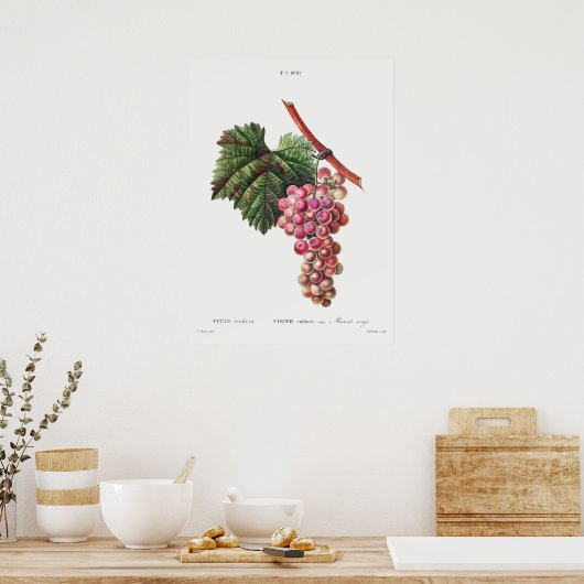  botanische illustratie poster (Keuken)