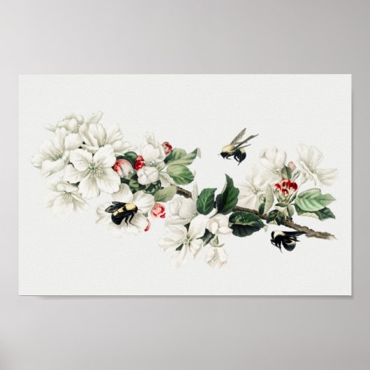 Botanische illustratie poster (Voorkant)