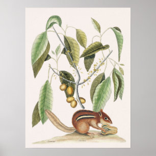  botanische illustratie poster