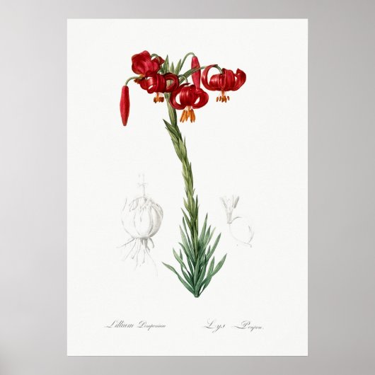  botanische illustratie poster (Voorkant)