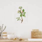 botanische illustratie poster (Keuken)