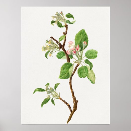 botanische illustratie poster (Voorkant)