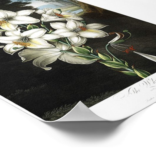 botanische illustratie poster (Hoek)