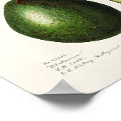  botanische illustratie poster (Hoek)