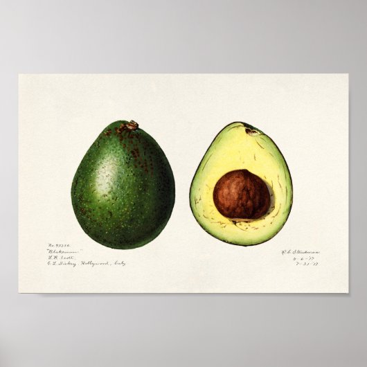  botanische illustratie poster (Voorkant)