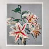  botanische illustratie poster (Voorkant)