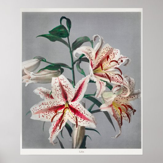  botanische illustratie poster (Voorkant)